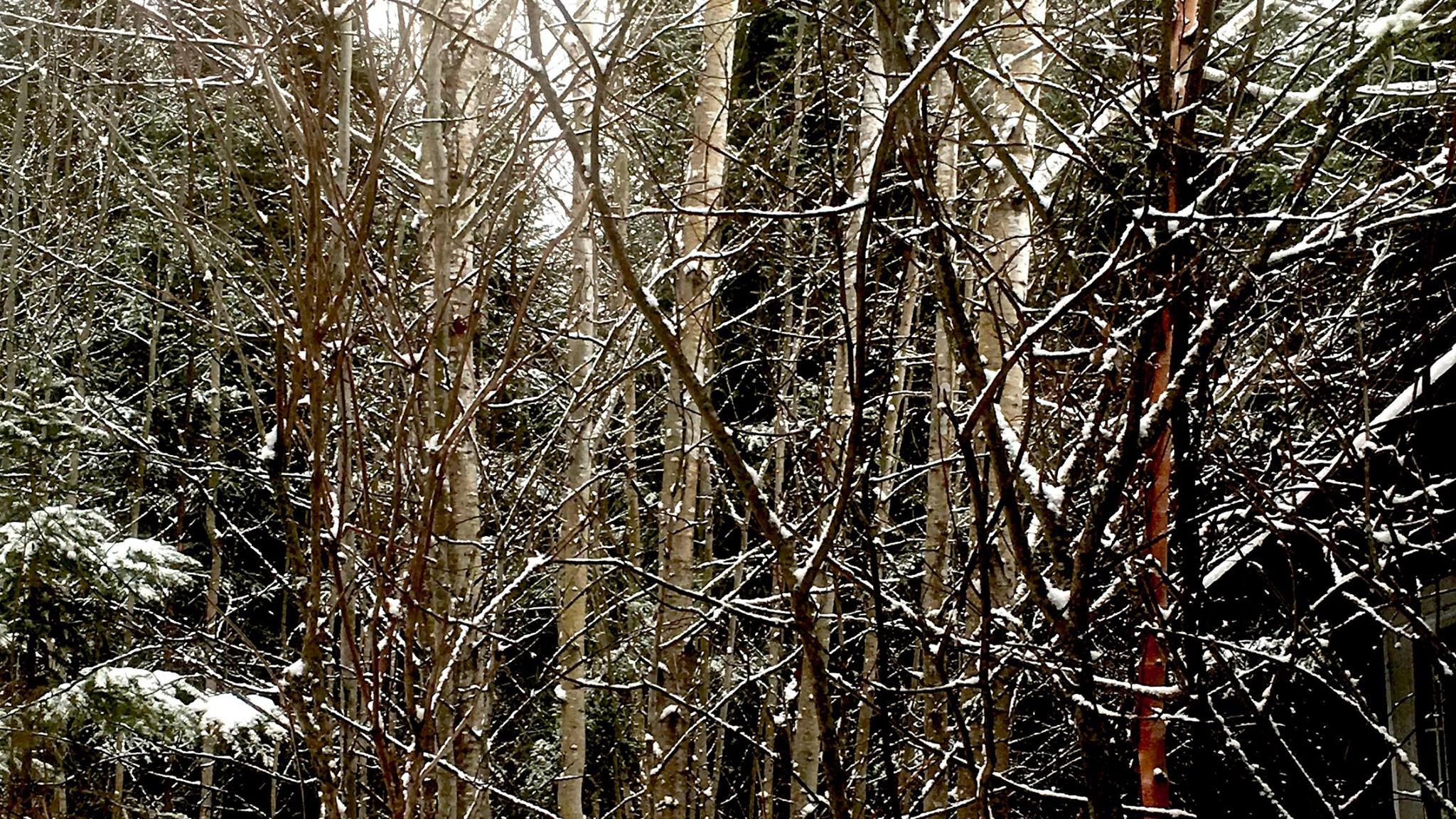 Poplar with snow