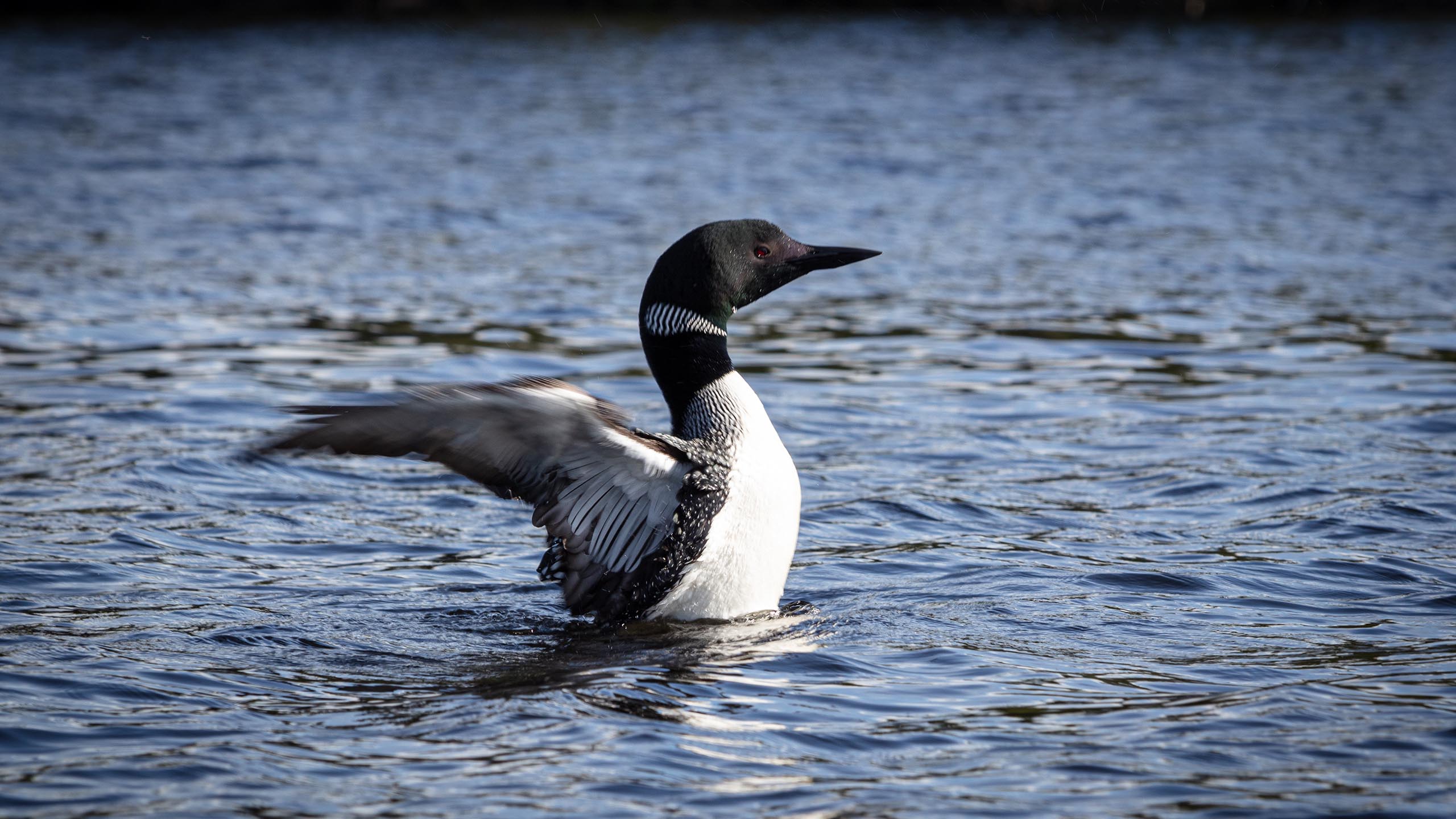 a common loon in the boundary waters