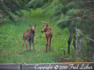 Moose Twins