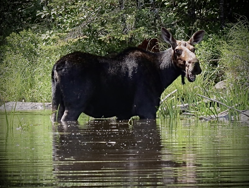 A Step Closer to a Stable and Growing Moose Population