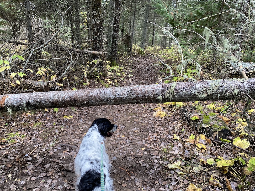 downfall across trail, jack the dog