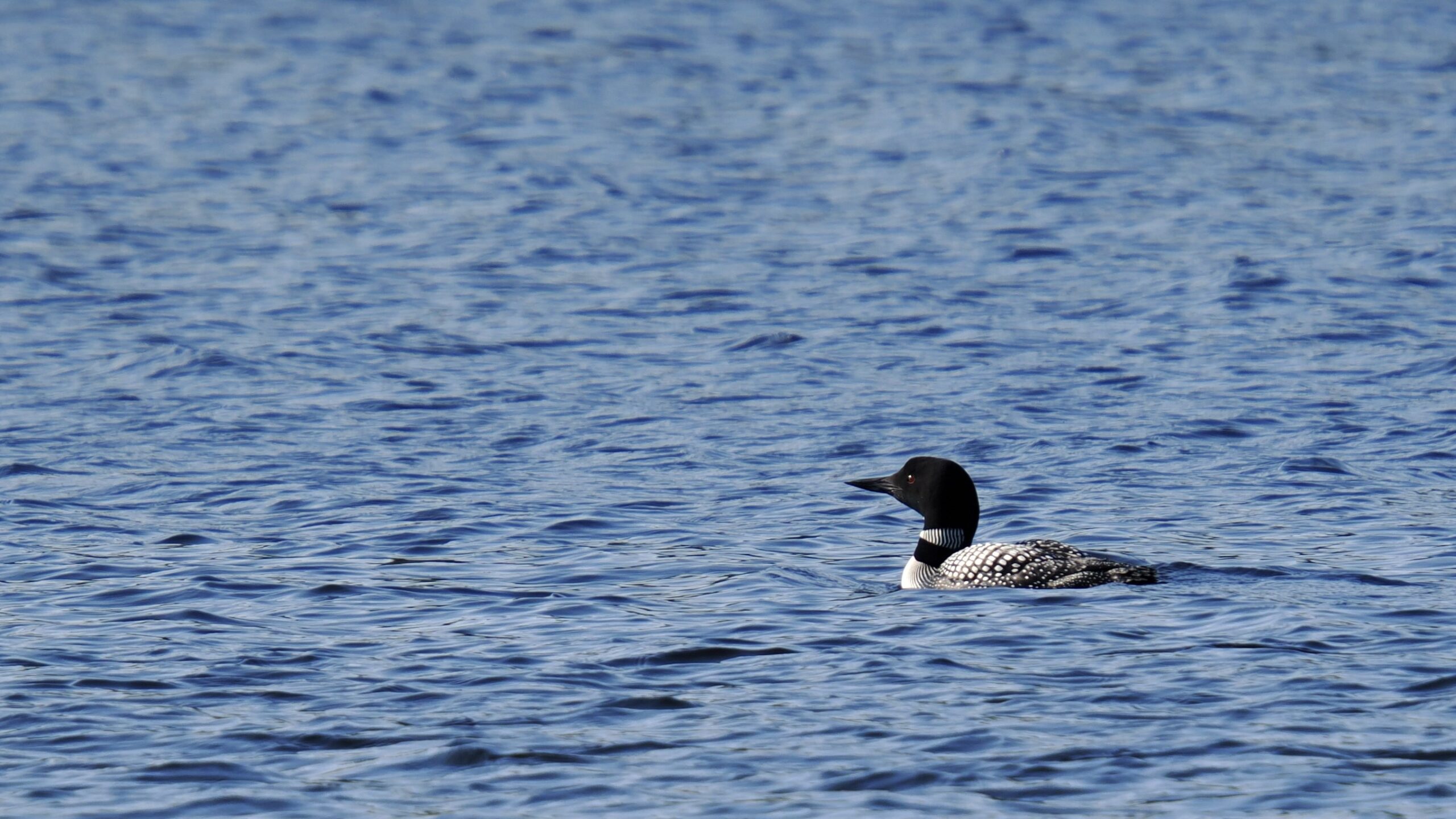 More Than a Haunting Cry: The Quiet Battle for the Gunflint’s Common Loons