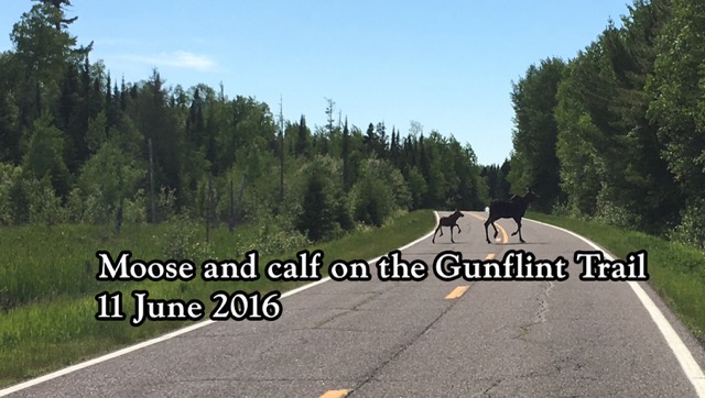 Moose and calf on Gunflint Trail