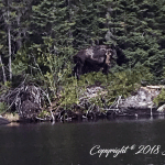 Rockwood--Moose on Poplar 3