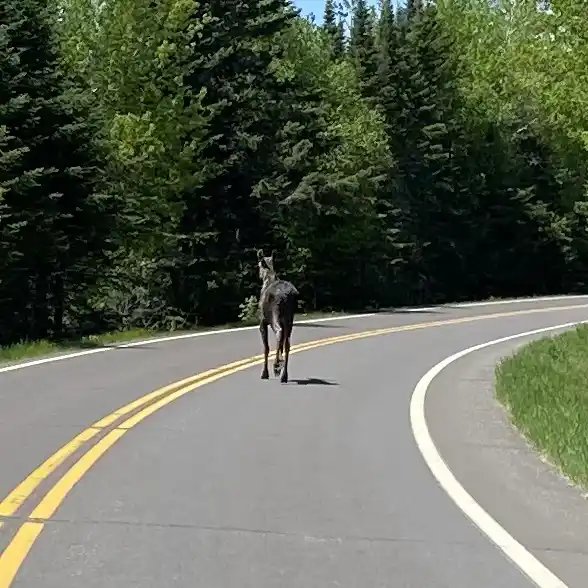 Scenic byway gunflint trail with a young moose