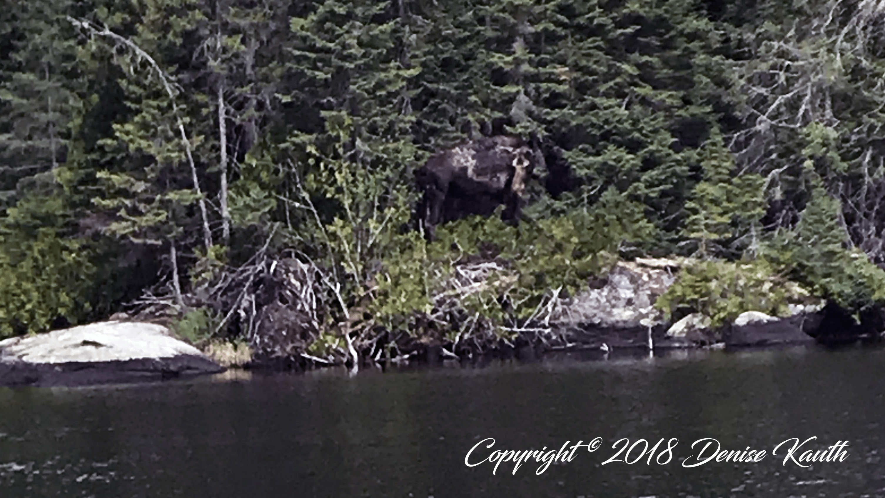 Moose on Poplar