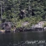 Rockwood--Moose on Poplar 1