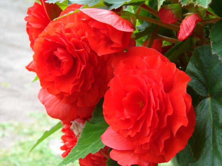 2011 red begonias