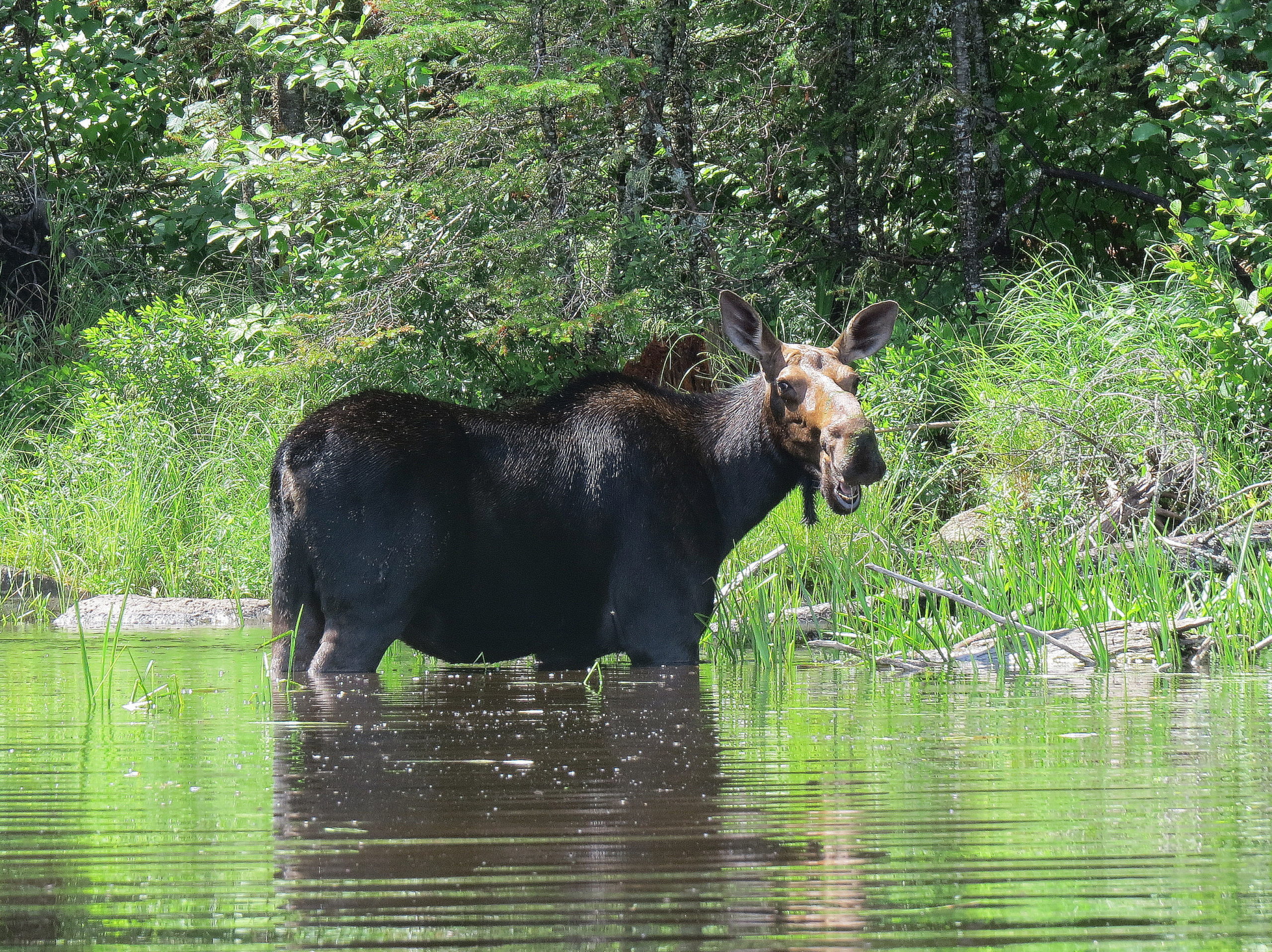 Moose smiling boundary waters