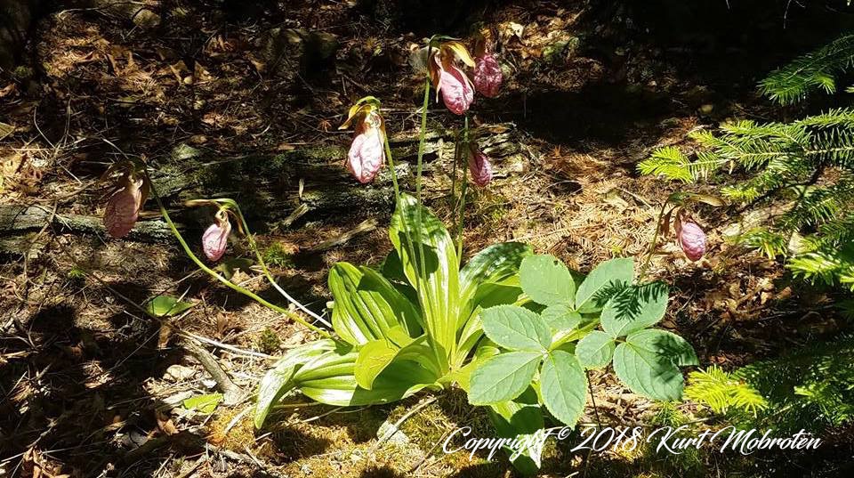 Ladyslipper on South Lake Trail