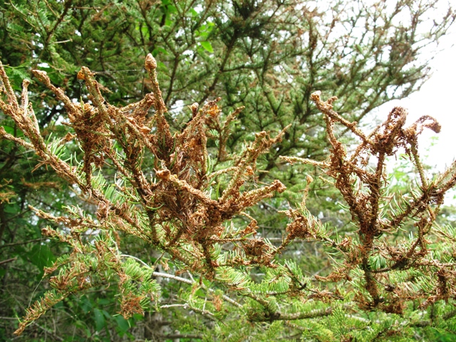 Eastern Spruce Budworm