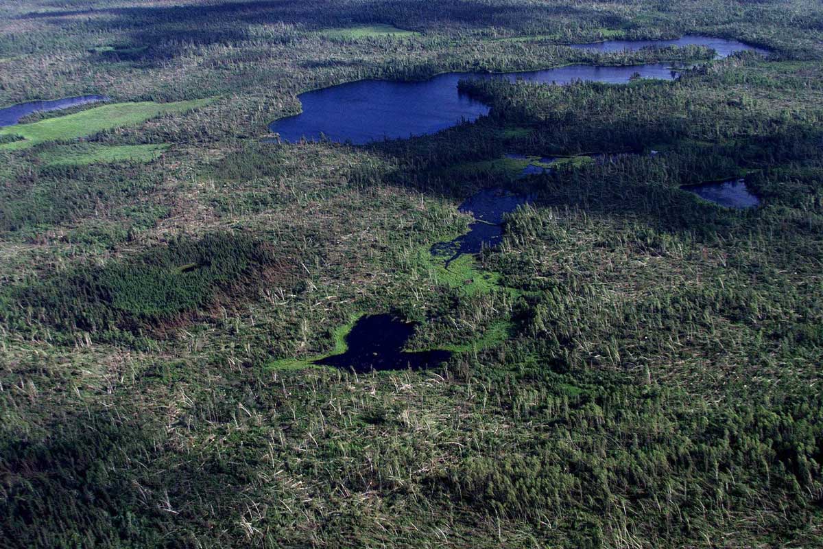 Superior National Forest and BWCA Hit by Derecho on July 4th, 1999