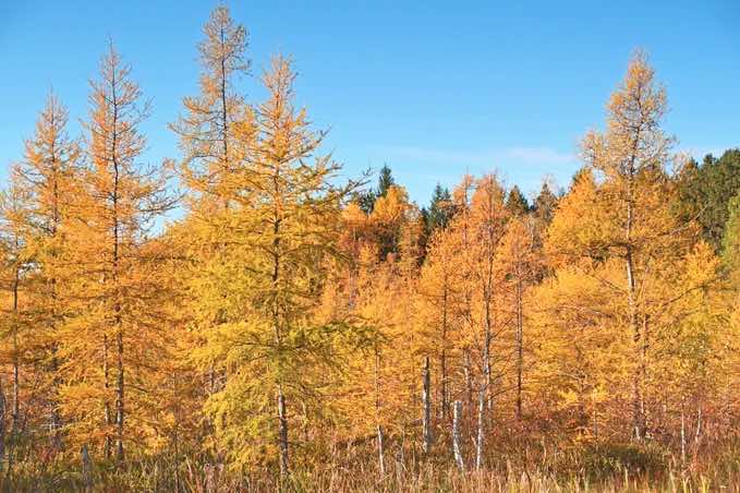 Time For Fall Colors on The Gunflint Trail and the BWCAW