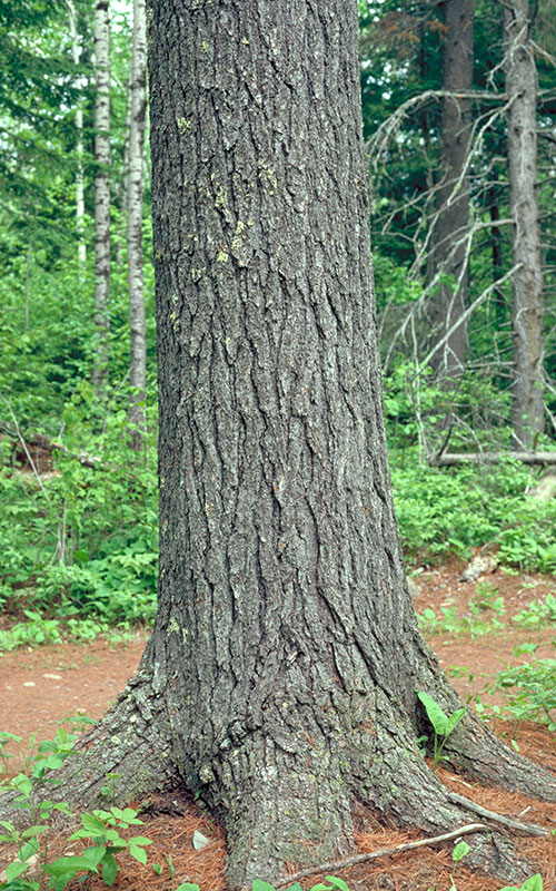 Spring and Trees in the BWCAW