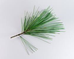 white pine 